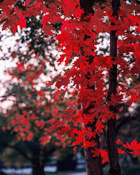 maple leaves autumn tree branches