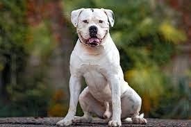 american bulldog dog breed information