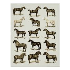 Vintage Art Horse Breeds Chart Printed Poster Wall