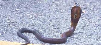 Image result for monocled cobra snakes thailand