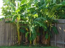 This is a simple yet healthy and nutritious dish which pairs so well as a side with plain rice or chapati. Pictured Is The Remaining 3 Year Old Lady Finger Banana Trees Set For Flowering Fruit This Summer For More I Backyard Landscaping Banana Tree Garden Design