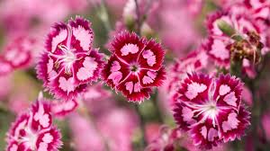 beautiful pink flowers desktop