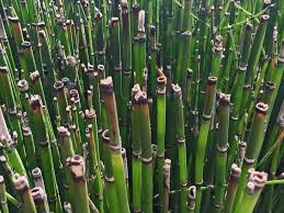 Prehistoric horsetail was much taller, the size of a tree, but today's horsetail reaches just about 4 feet tall. Plants For Dallas Your Source For The Best Landscape Plant Information For The Dallas Ft Worth Metroplex Horsetail Reed