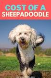 how-much-is-a-sheepadoodle-dog