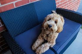 The best food that you can give goldendoodle should be high protein, low fats, and with minimum fillers and grains. Best Dog Food For Goldendoodle Puppy Buying Guide For 2020 Time Well Spent