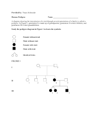 Some of the worksheets below are pedigree worksheets with answer key, exploring the components of a pedigree:, analyzing simple pedigrees and interpreting a human pedigree with several interesting questions with answers. Pedigrees Practice Sheet