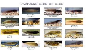 Introduction To Tadpoles And Id The Infinite Spider