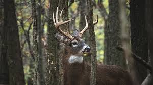 Hunting Big Buck Bedding Areas