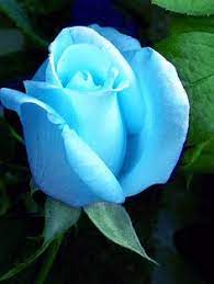 150 idee su Rose blu-azzurre | rose meravigliose, fiori, bellissimi fiori