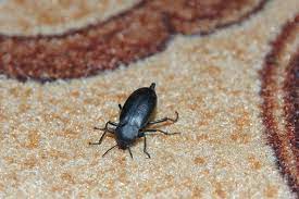 10 most common black bugs in new york