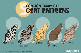 tabby cats a breakdown of tabby cat breeds