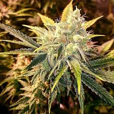 Ladies and gentleman, it's time for our weekly smoke report and cannabis strain information feature. Buy Strawberry Wedding Cake Feminised Seeds 6 From Holy Smoke Seeds At Seedsman