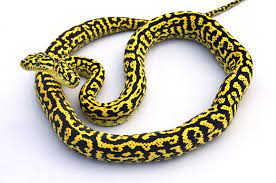 jungle carpet pythons at aar