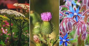 Its purple flowers are visited by a wide variety of insects, the seeds are an important food source for in spring, it can be difficult to determine what is a weed and what is a flower, especially when things are just emerging. 28 Edible Weeds You Can Find In Your Own Backyard