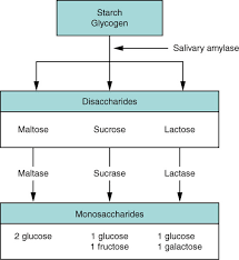 Carbohydrate Digestion Download Scientific Diagram