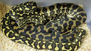 jungle carpet pythons breeding you