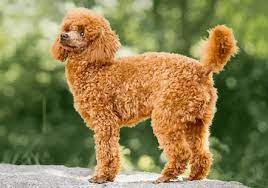 poodles and their mix breeds