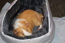 The Best Guinea Pig Bed Your Pet Will