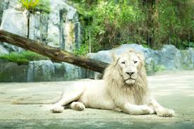 the white lion kingdom amazing sunway