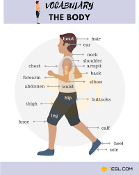 body parts parts of the body in
