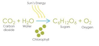 Photosynthesis Equation Life Processes