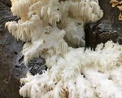 Coral Tooth Fungus mushroom