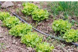 Soaker Hoses Safe For Vegetable Gardens