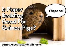 Is Paper Bedding Good For Guinea Pigs