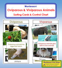 Oviparous And Viviparous Animals Cards Chart