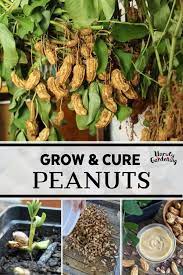 How To Grow Cure Peanuts Unruly