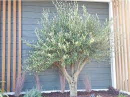 Fruitless Olive Tree Care Learn About