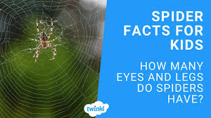 spider facts for kids how many eyes do