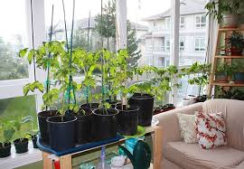 Grow An Indoor Vegetable Garden