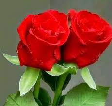 whatsapp dp rose flowers rose images