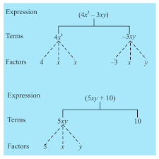 algebraic expressions ncert class 7 maths