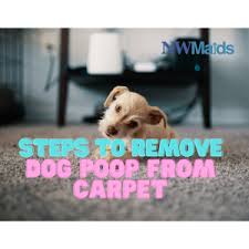 how to remove dog poo from carpet nw