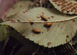 Elm Leaf Beetles Entomology