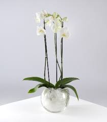 Orchid Planter Available In Varying