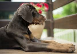 These affectionate, playful, and energetic doberman puppies are ready for their forever home! Doberman Pinscher Puppies For Sale Akc Puppyfinder
