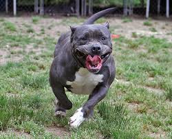 The blue nose pitbull is purebred american pitbull terrier, but it's categorized by its nose color being blue. Droll Blue Nose Adorable Pitbull Puppies L2sanpiero