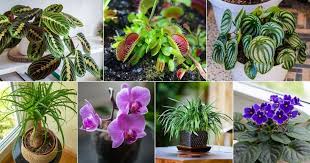 12 Non Toxic Houseplants For Homes With