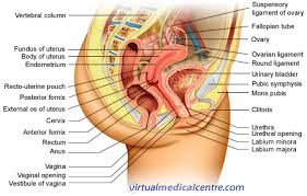 Learn about the female reproductive system's anatomy through diagrams and detailed facts. Female Reproductive System Urogenital System Anatomy Healthengine Blog