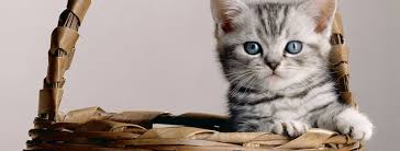 Animal pet cat cute feline. Kitten Development When Does A Kitten Become A Cat
