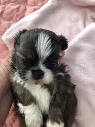 Your shih tzu puppy may not be so fastidious with keeping. Shih Tzu Puppies For Sale East Falmouth Ma 355424