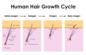 Human Hair Growth Cycle Human Hair Growth Hair Growth