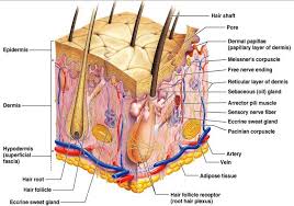 Anatomy And Physiology Skin Detailed Skin Anatomy