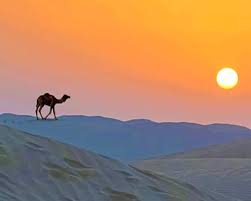 Desert Camel Silhouette Paint By