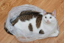 why does my cat on plastic bags 6