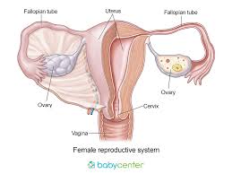 How to get pregnant fast with one fallopian tube. Getting Pregnant How Babies Are Made Babycenter
