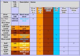39 Veritable Chicken Color Genetics Chart